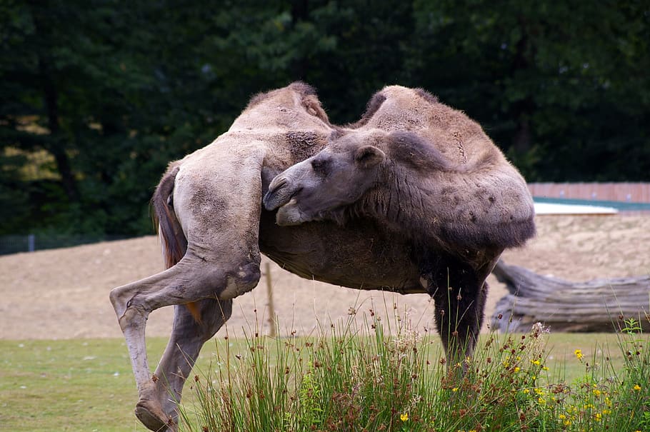 zoo, animals, tree, water, park, animal park, nature, herd HD wallpaper