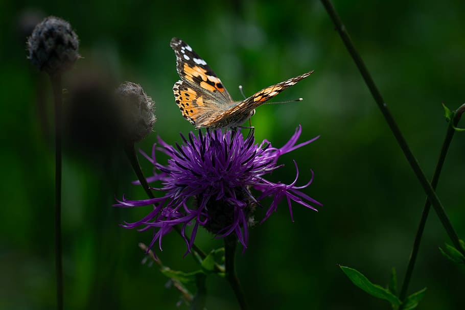 butterfly, painted lady, edelfalter, insect, flight insect, HD wallpaper