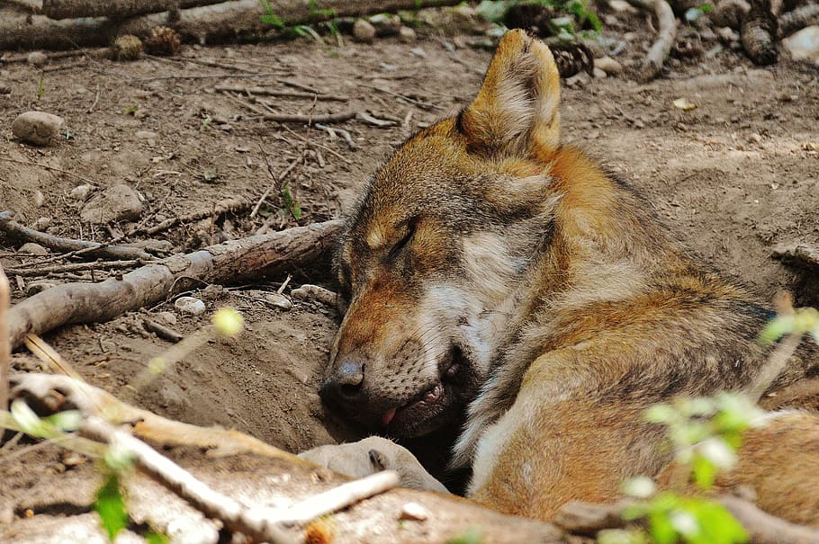 wolf, sleeping, relaxed, animal, wild animal, animal world HD wallpaper