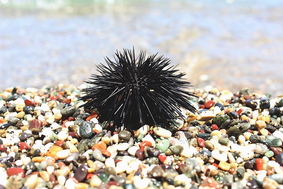 Sea Urchin, Pebbles, Beach, Greece, one animal, sea life, animal themes, HD wallpaper