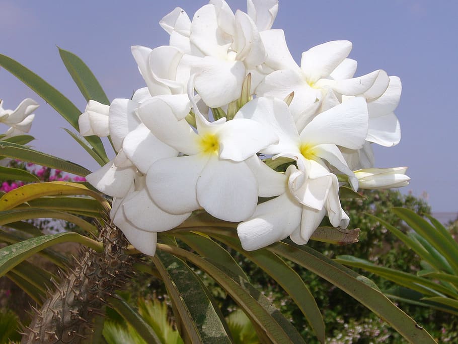 White, Flower, Pachypodium, Tree, Nature, white flowers, garden HD wallpaper