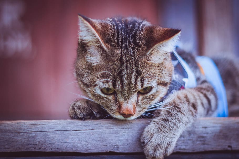 cat, animal, cute, animal themes, mammal, domestic cat, feline HD wallpaper