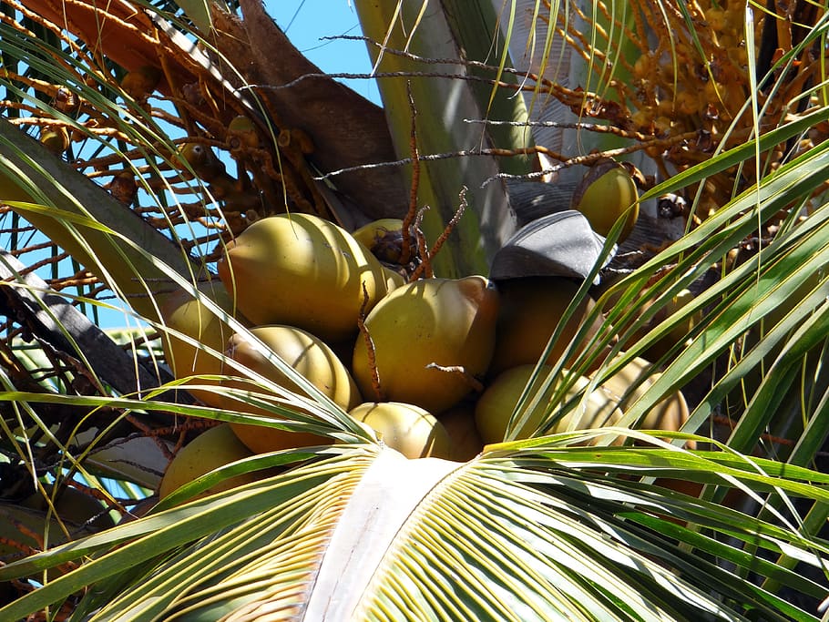 Coconuts, Palms, Trees, Tropical, Fruits, exotic, delicious HD wallpaper