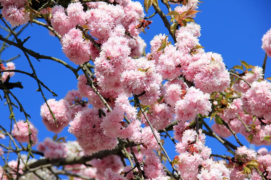blossom, bloom, tree, pink, spring, flowering plant, pink color HD wallpaper