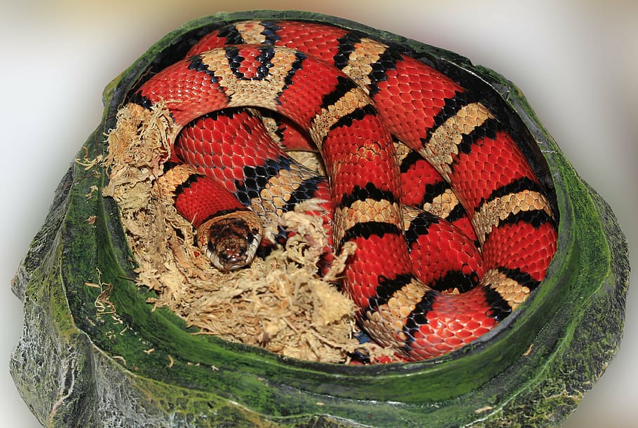 snake, king snake, striped, red, black, colorful, cave, protection HD wallpaper