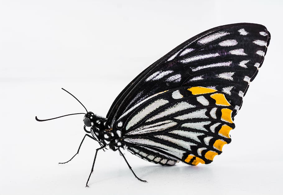 close up photo of paper kite butterfly, insect, butterfly - Insect HD wallpaper