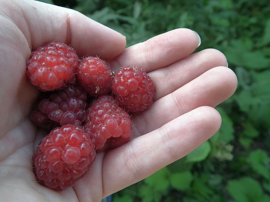 berry, raspberry, hand, fruit, red, sweet, fresh, a lot, leaves HD wallpaper