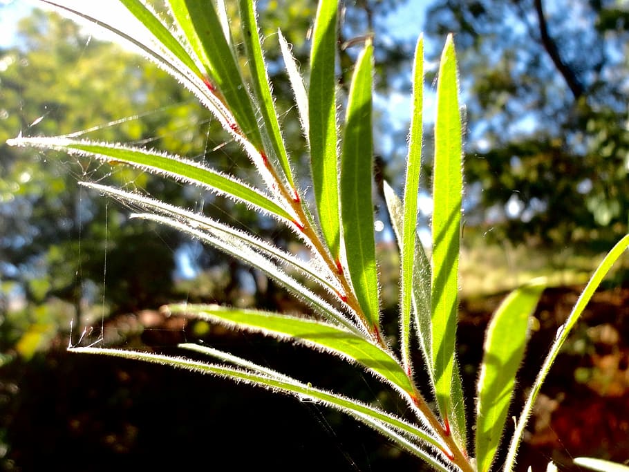 natural, green, macro, growth, plant, leaf, plant part, green color HD wallpaper