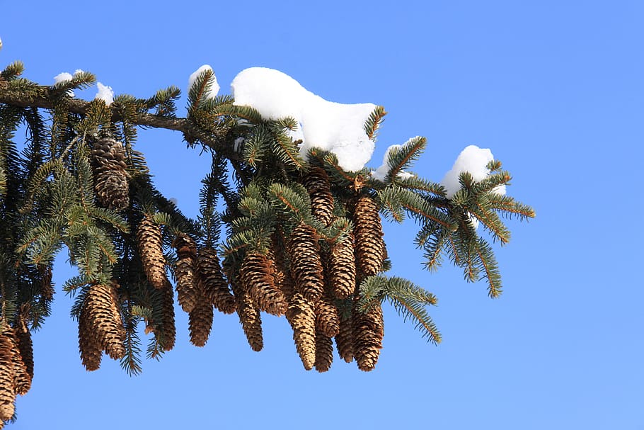 tree, nature, sky, winter, branch, low angle view, plant, clear sky HD wallpaper