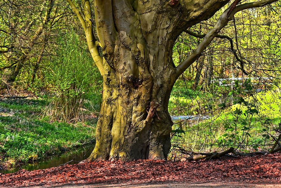 tree between grass fields, trunk, old tree, gnarled, branch HD wallpaper