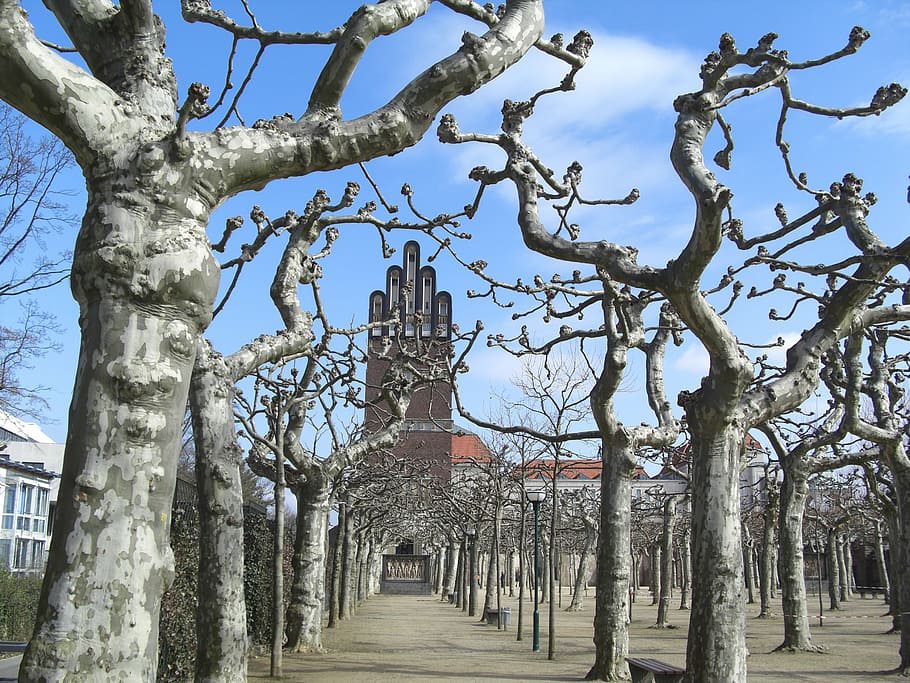 plane trees, wedding storm, mathildenhöhe, darmstadt, architecture HD wallpaper