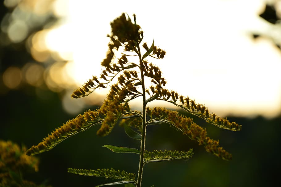 flower, illumination, nature, plant, close-up, focus on foreground HD wallpaper