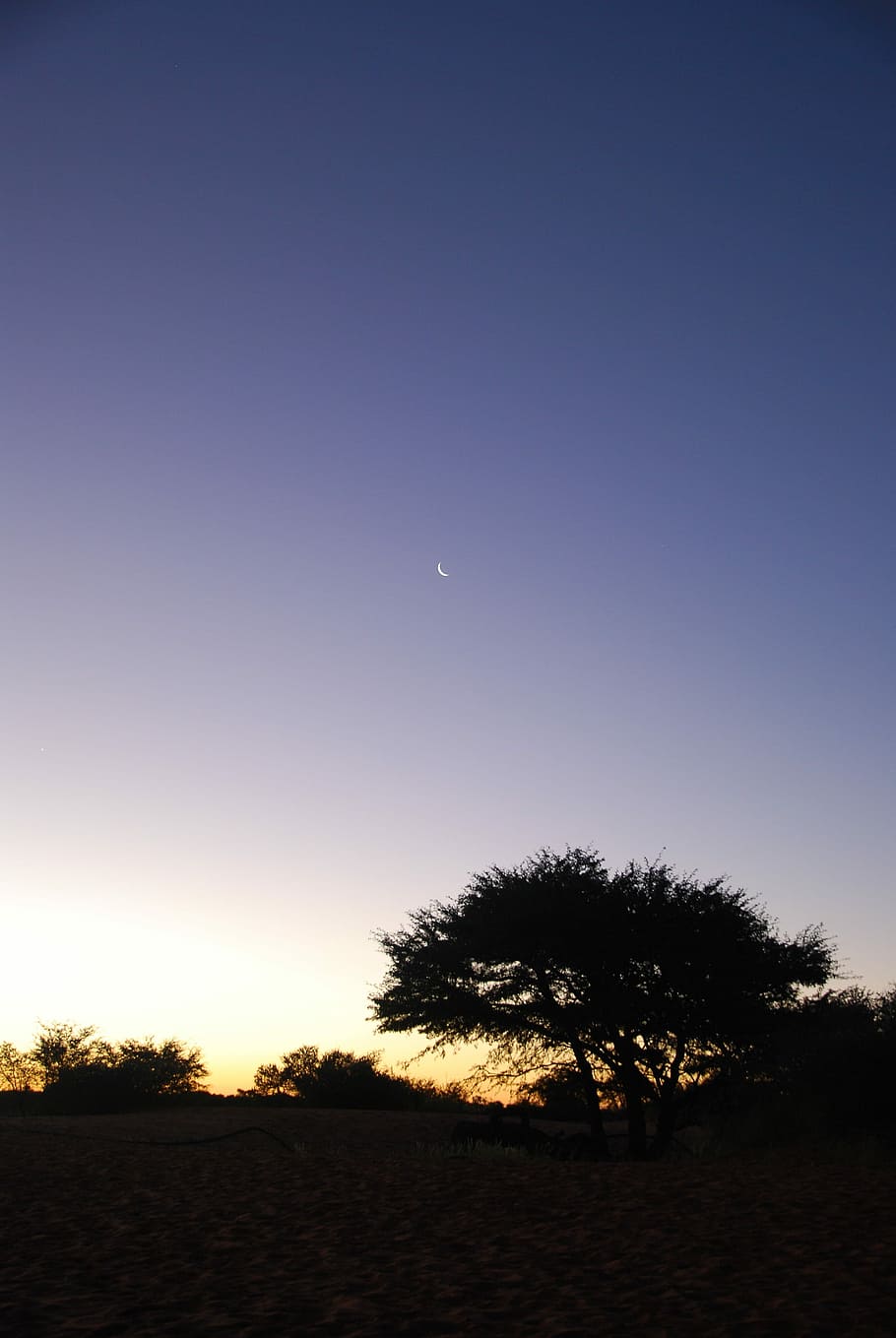 Night, Desert, Kalahari, Tree, Sky, moon, silhouette, nature HD wallpaper