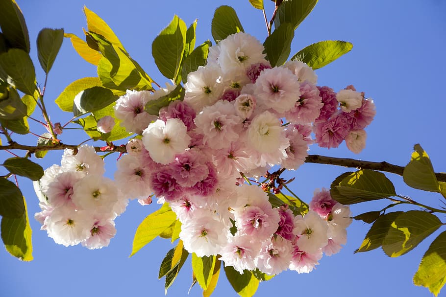 blossom, bloom, tree, cherry, nature, garden, spring blossoms HD wallpaper