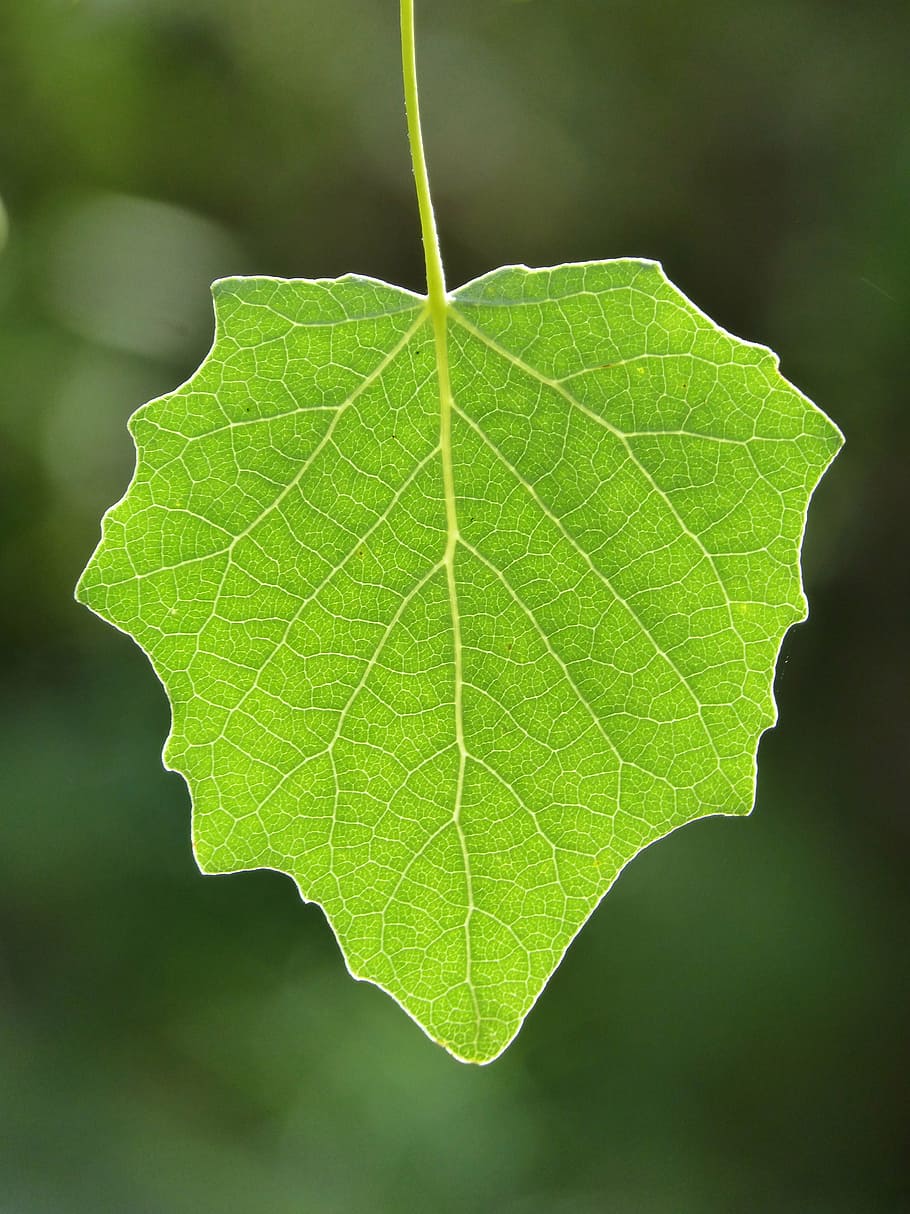 leaf, poplar, translucent, outbreak, vegetation, plant part HD wallpaper
