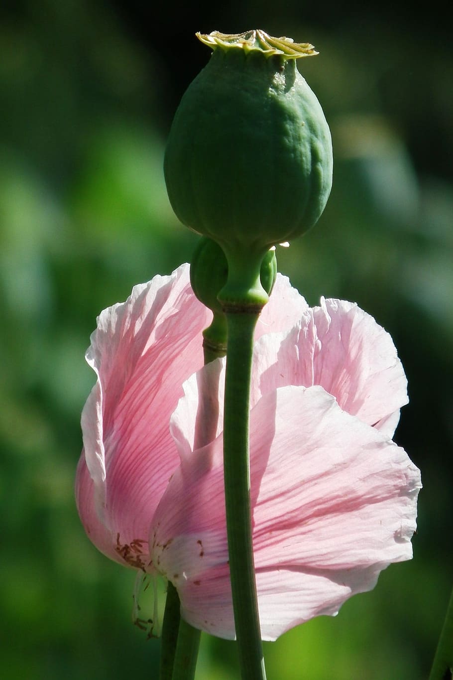 HD wallpaper: Poppy, Pink, Blossom, Bloom, poppy capsule, opium poppy