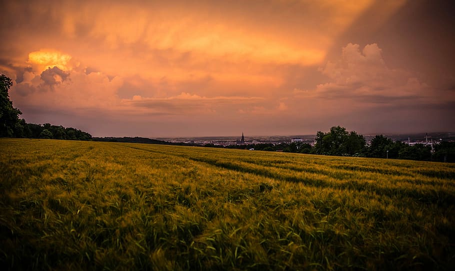 green grass field during sunset, grass land, cloud, tree, agriculture HD wallpaper