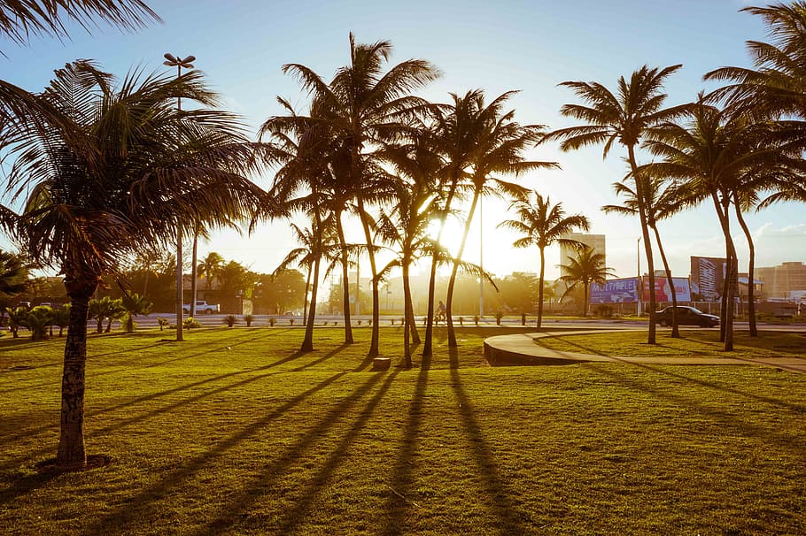 shadows, sol, coconut trees, plant, palm tree, tropical climate HD wallpaper