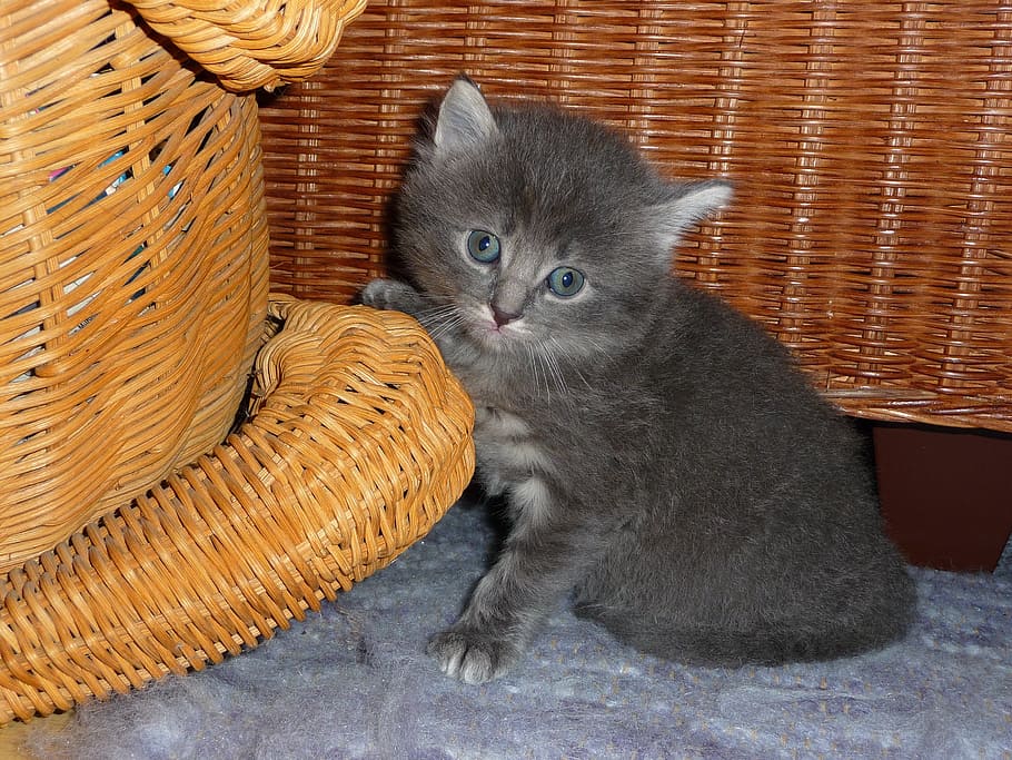 Cat, Kitten, Animal, Creature, domestic cat, pets, feline, domestic animals HD wallpaper