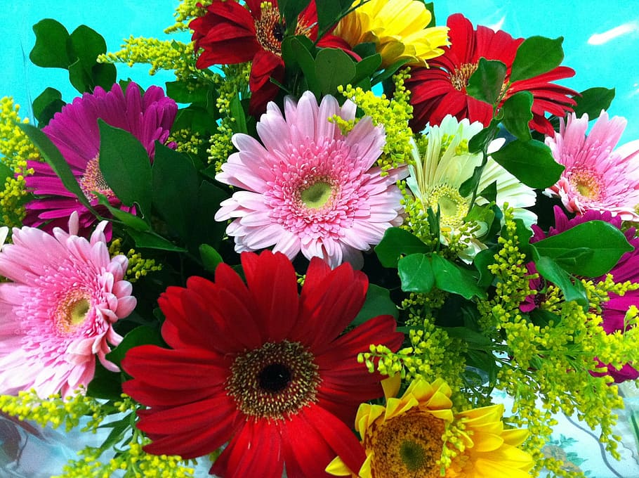 flowers, spring, summer, spring flowers, gerbera Daisy, nature HD wallpaper