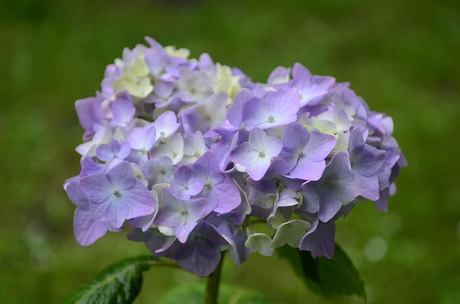 hydrangea, flower, lilac, closeup, flowers, inflorescence, summer flowers HD wallpaper