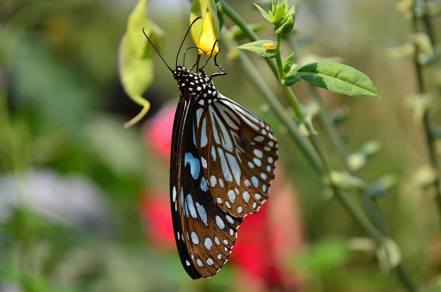 butterfly, blue, tiger, insect, fauna, sitting, flower, india HD wallpaper