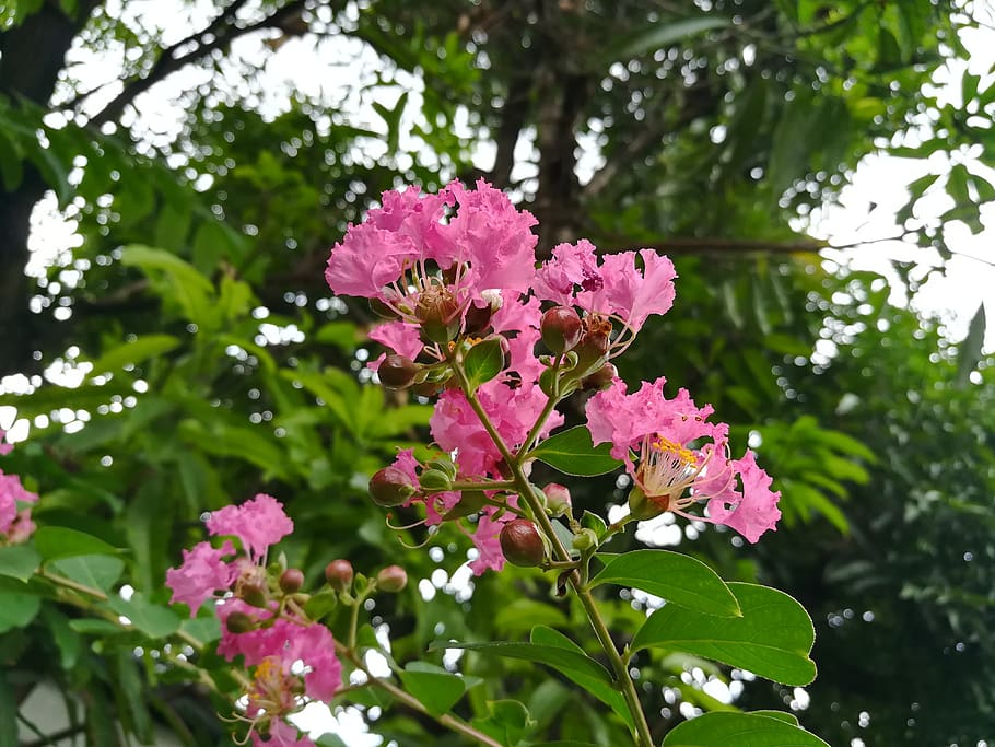 flowers, pink, plant, flowering plant, growth, beauty in nature HD wallpaper