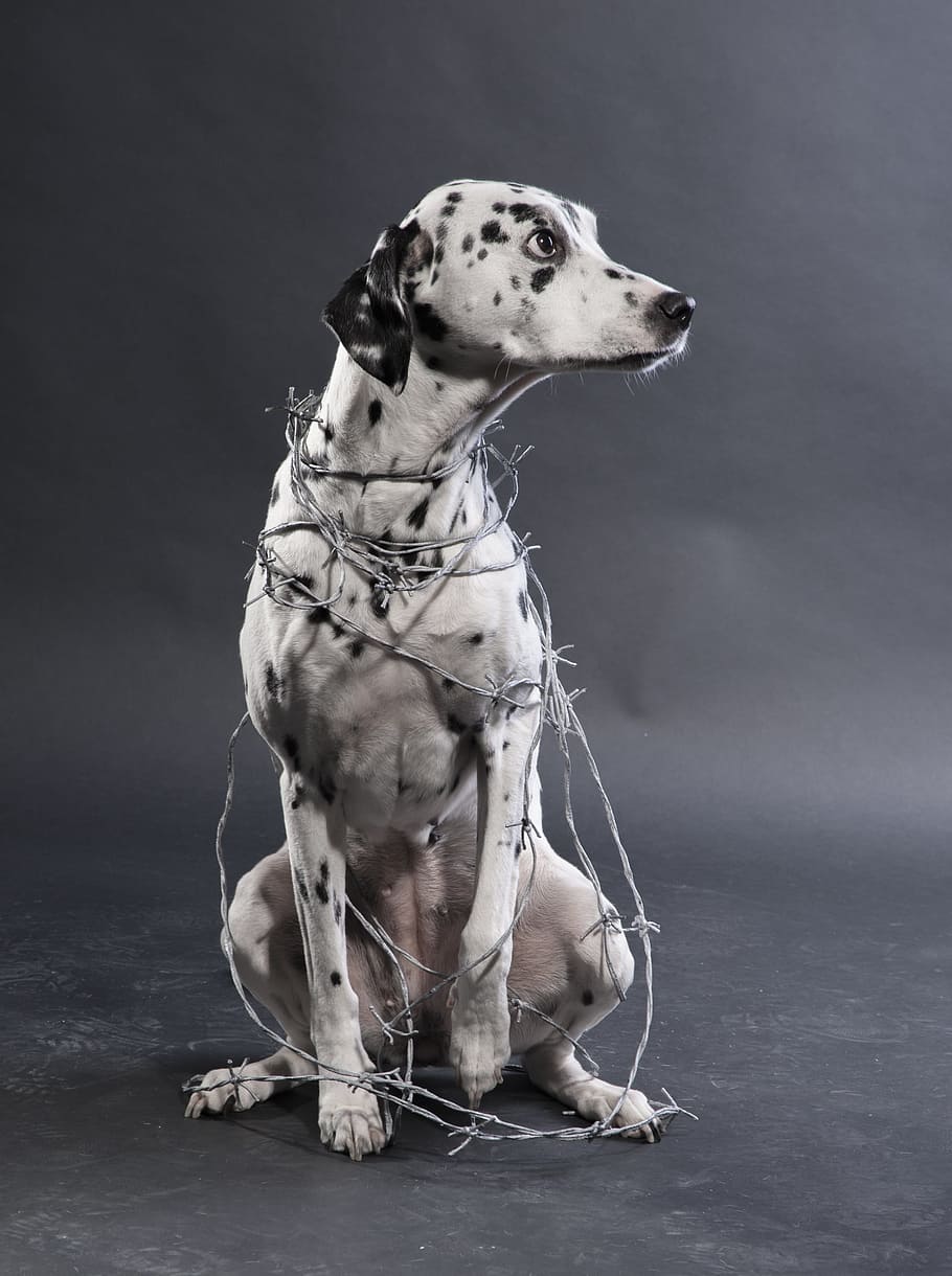 Dalmatian With Barbwire, abuse, animal, animal torturer, barbed wire, HD wallpaper