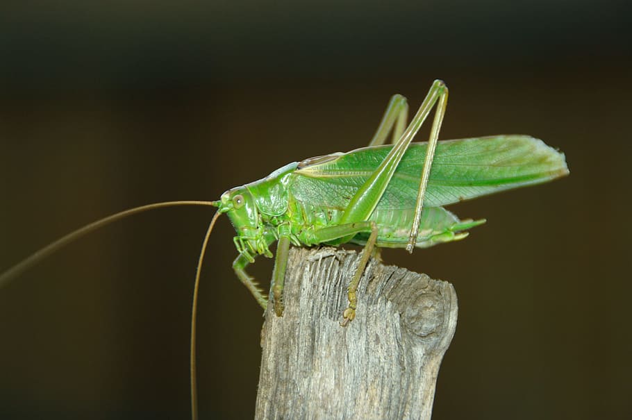 Konik, Grasshopper, feb, one animal, insect, animal wildlife HD wallpaper