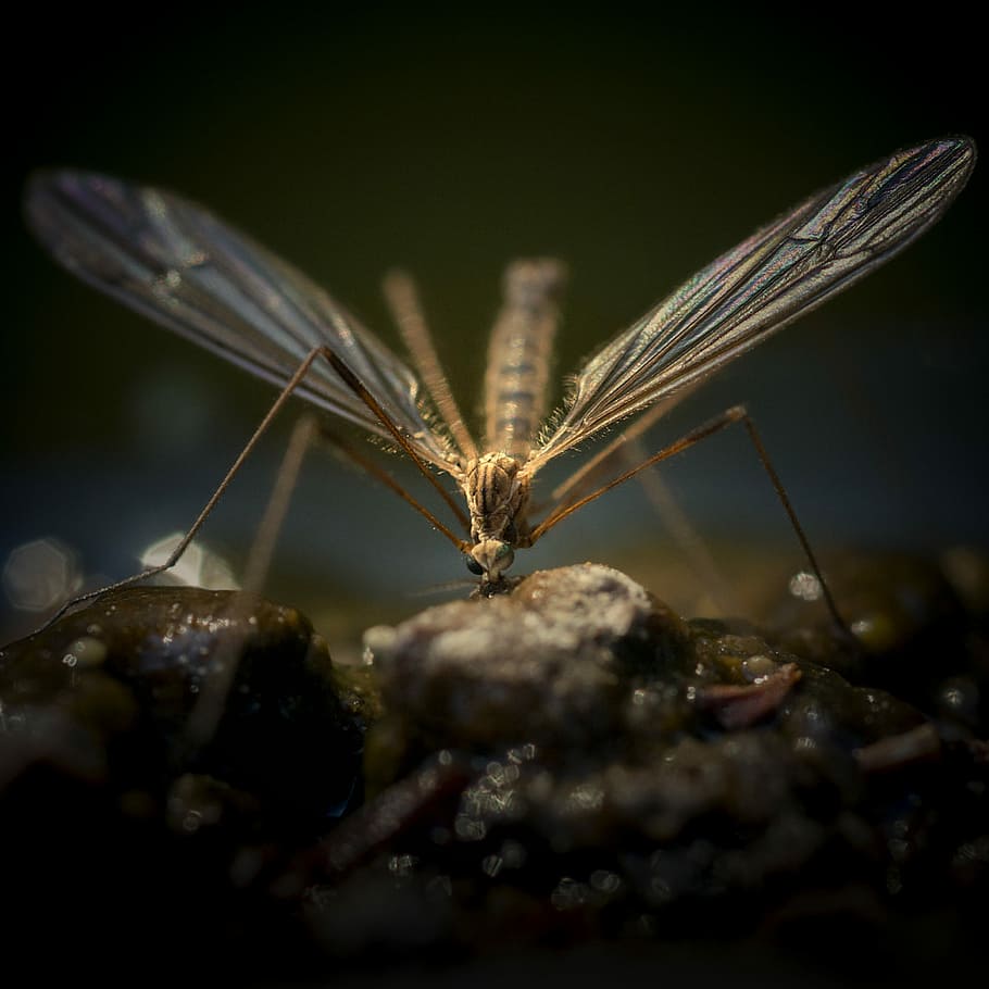 selective focus photography of butterfly, selective focus photography of brown flying insect HD wallpaper
