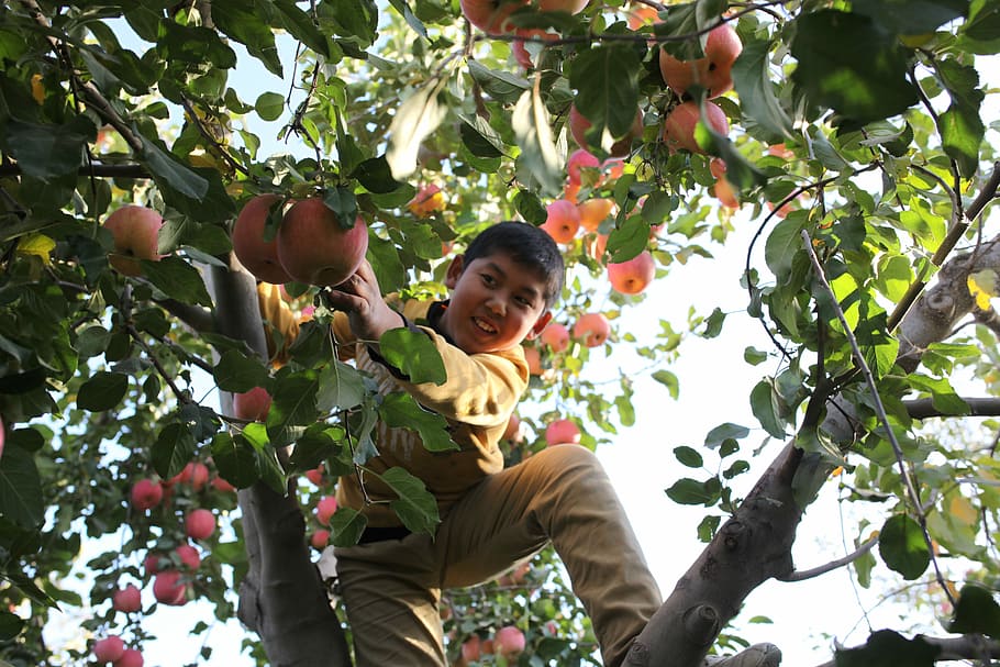 Aksu, Apple, Tree, Child, red slope, china, garden, fruit, harvest HD wallpaper