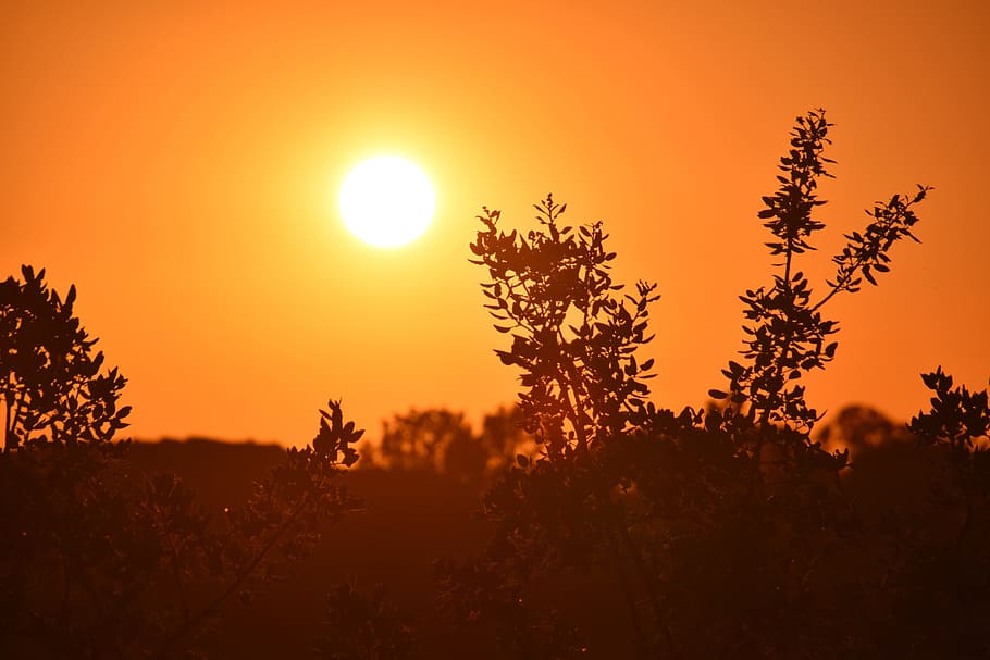 evening, mood, romantic, sunset, sky, beauty in nature, plant HD wallpaper