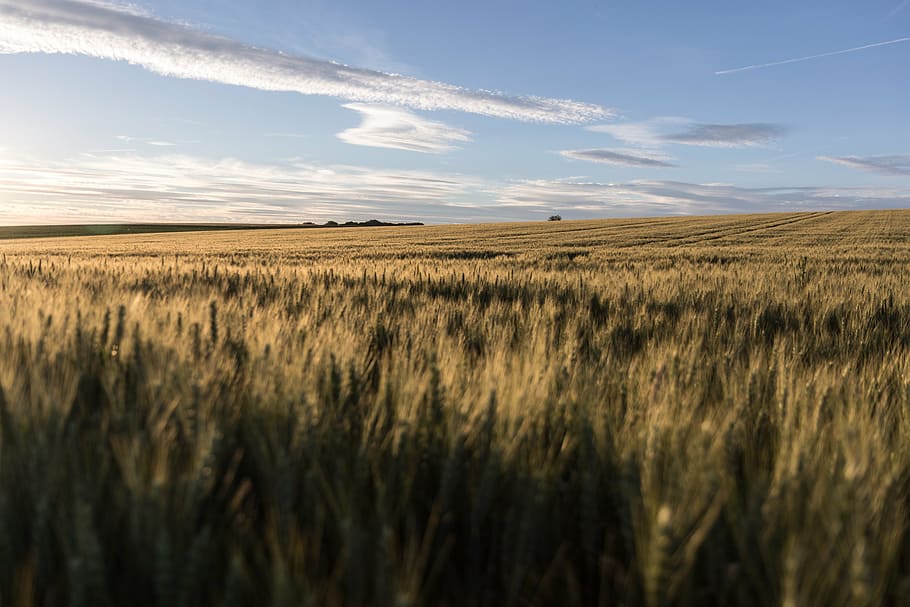 sky, clouds, clouds form, evening sky, landscape, field, wheat HD wallpaper