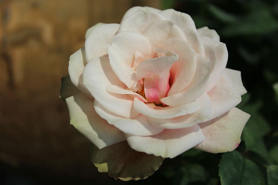 Plant, rose, summer, flower, petal, rose - flower, fragility HD wallpaper
